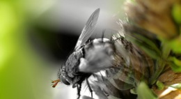 The Dull Life of a Fly by Saga Musix/Nuance (1st at Demodays 2011) Example of a retouched photo